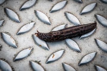 Snail without a shell on a metal step © Joanna