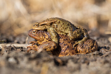 A large green frog in its natural habitat. Amphibian in water. Beautiful toad frog. Nice bokeh.