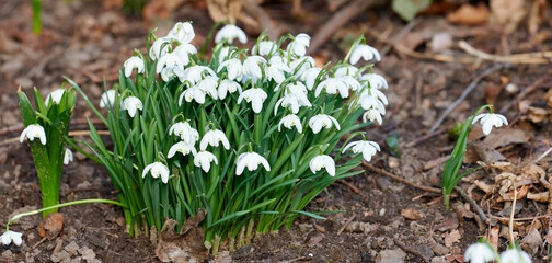 Closeup of white common snowdrop flowers growing and blooming from nutrient rich soil in a home garden or remote field. Group of galanthus nivalis blossoming and flowering in quiet meadow or backyard