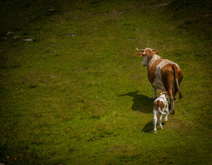 Clean color cows with blue sky background in Velika Planina mountains