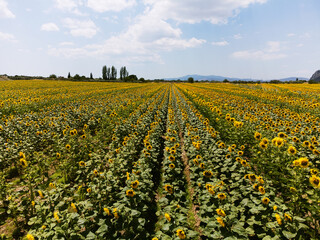 Fototapeta na wymiar Aerial view of the sunflowers fields.
