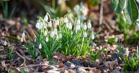 Closeup of pure white snowdrop or galanthus flowers blooming on a sunny day in spring. Bulbous, perennial and herbaceous plant from the amaryllidaceae species thriving in a peaceful garden outdoors