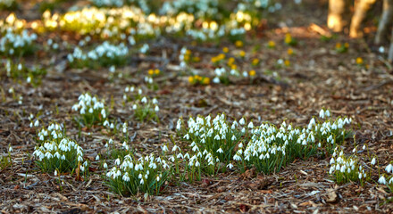 White snowdrop flowers growing in a forest of botanical garden in summer. Galanthus nivalis flowering plants beginning to bloom and flourish in a field or meadow in nature. Pretty flora on dry ground