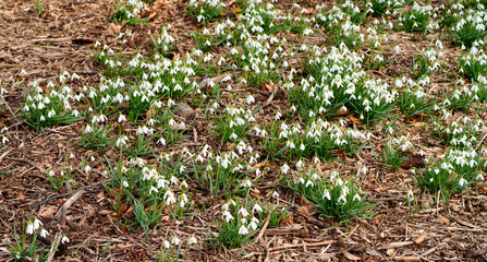 Top view of white snowdrop flowers growing in a backyard garden in nature during summer. Flowerbed of small Galanthus nivalis flowering plants blooming and opening up on a lawn in spring from above