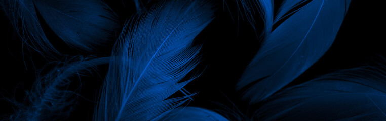 blue duck feathers on a black isolated background