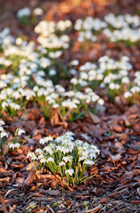 White snowdrop flowers growing on a flowerbed in a backyard garden in summer. Galanthus nivalis flowering plants beginning to bloom and flourish in a field or meadow in nature. Pretty flora on a lawn