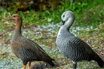 Ducks in Ushuaia, Patagonia, Argentina