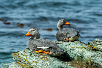 Ducks in Ushuaia, Patagonia, Argentina