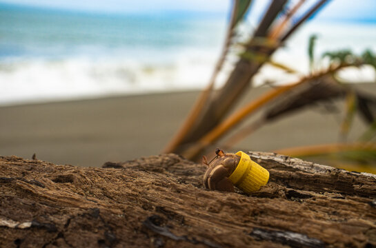 Hermit Crab Carry A Plastic Cap In Beach