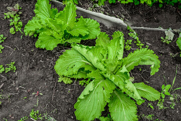 Young napa cabbage or Chinese cabbage, outdoor shot with natural light .