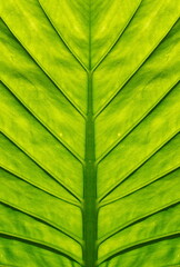 Big Tropical Leaf Close Up