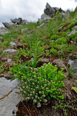 Fototapeta na wymiar Stonecrop // Fetthenne, Mauerpfeffer (Sedum sp.) - Mount Lukavica, Mala Lukavica, Kolašin, Montenegro
