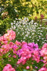 Beautiful musk mallow and garden phlox flowers blooming and blossoming outside on a sunny day. Flowering plants flourishing on a flowerbed amongst trees and greenery for outdoor landscaping in spring