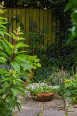Vibrant green garden by a fence outdoors in a backyard of a home or house. Botanical yard with...