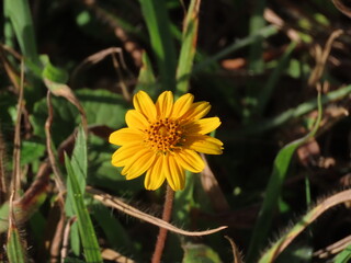yellow dandelion flower