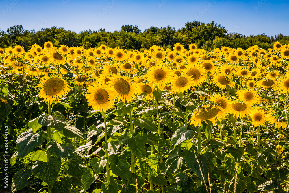 Wall mural Champ de Tournesols