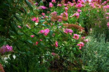 Vibrant Garden phlox flowers growing in the backyard of a home on a spring day. Beautiful pink plants bloom in a lush green bush in a park on a summer afternoon. Nature blossoms outdoors on a lawn