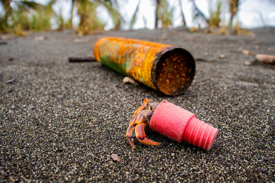 Hermit crab carry a plastic cap between rubbish