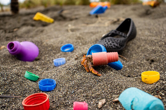 Hermit crab carry a plastic cap between rubbish