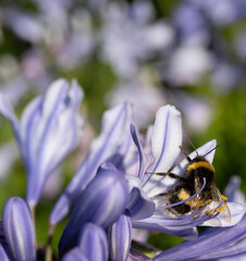 Bee pollinating in lilac flower