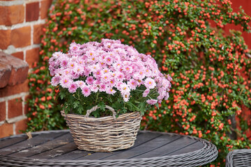 Beautiful florists daisy flowers, planted in wicker basket in a backyard garden. Pink flowerheads blooming and blossoming outside. Wild flowering plants used for gardening decoration