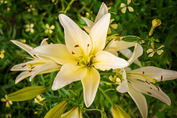 Fototapeta na wymiar lily, white, bloom, garden, plant, background, flower, a few yellow lilies in green leaves top view on a sunny day