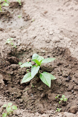 gardening in springtime. peppers sprouts in soil in greenhouse. healthy lifestyle, agrarian life. 