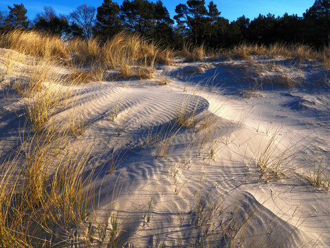 Sandd&uuml;ne mit Strandhafer und durch Wind angewehten kleinen Sandwellen