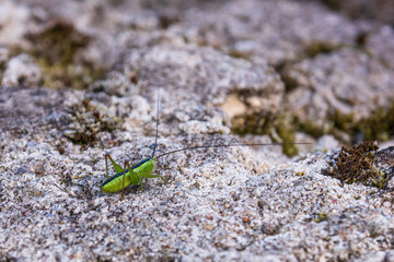a green grasshopper with a black stripe on its back sits on a rocky plateau