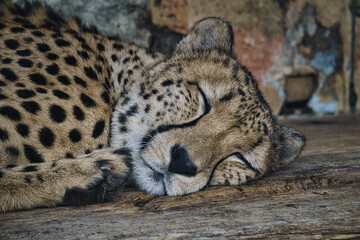 Cheetah sleeping. Spotted fur. The big cat is a predator. Resting mammal. hunter