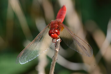 Feuerlibelle