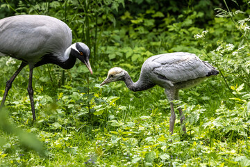 Obraz na płótnie Canvas Family of Demoiselle Crane, Anthropoides virgo are living in the bright green meadow during the day time