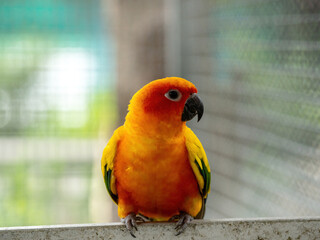 Yellow and orange parrot in big cage.