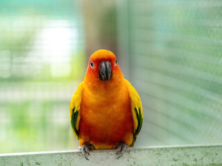 Parrot looking at camera