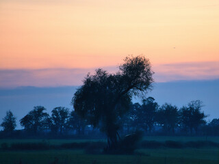 at dawn, mystical sunrise with a tree on the meadow in the mist. Warm colors from nature. Landscape photography in Brandenburg