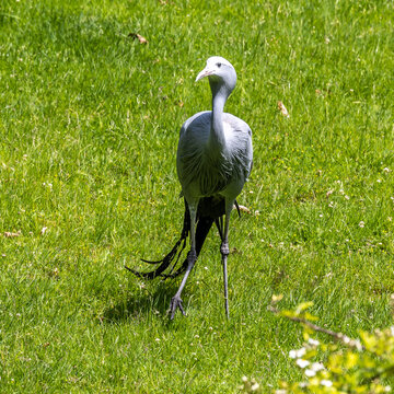 The Blue Crane, Grus paradisea, is an endangered bird