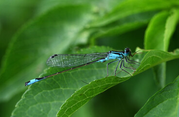 Große Pechlibelle