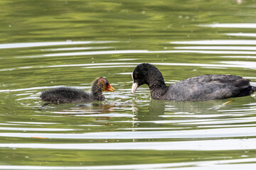 The Eurasian coot, Fulica atra swimming on the Kleinhesseloher Lake at Munich, Germany