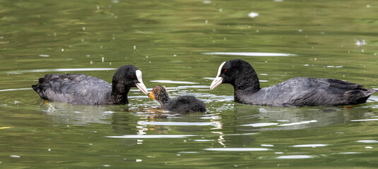 The Eurasian coot, Fulica atra swimming on the Kleinhesseloher Lake at Munich, Germany