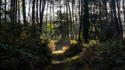 Fototapete bei efototapeten.de bestellen   