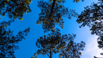 Vue du ciel avec arbres en été