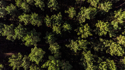 Vue aérienne d'une forêt française