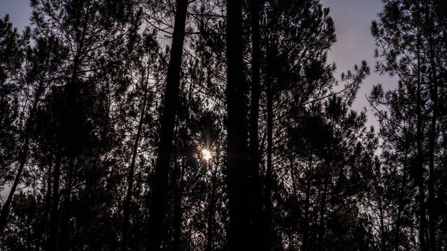 Soleil se couvhant dans une for&ecirc;t naturelle