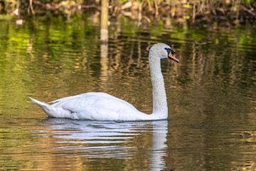 Mute swan, Cygnus olor swimming on a lake in Munich, Germany