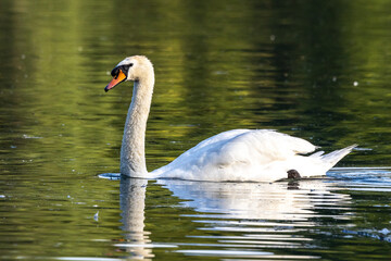 Naklejka premium Mute swan, Cygnus olor swimming on a lake in Munich, Germany