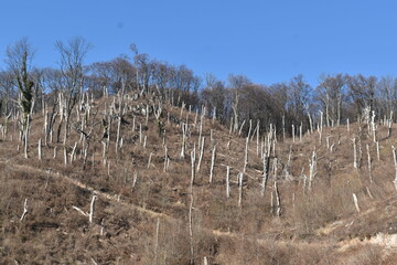 Slope on a hill with felled trees.