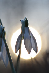 Snowdrop with Sun in background macro photography.