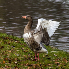 The greylag goose, Anser anser is a species of large goose