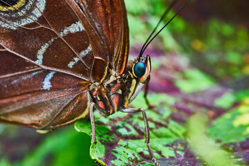 Detail of brown Owl Butterfly face