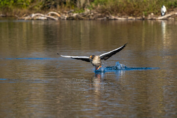 The greylag goose, Anser anser is a species of large goose